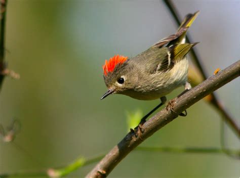 Bird Of The Week Ruby Crowned Kinglet Travis Audubon