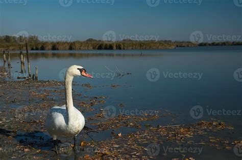 Swan and lake 11865416 Stock Photo at Vecteezy