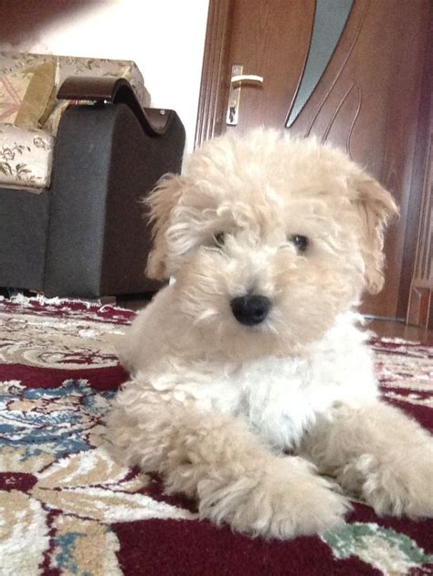 Pin by Мека on Веселые собаки | Animals, Dogs