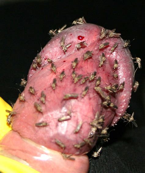 Mosquito Feast Insects Bugs Worms Maggot Snail Sex MOTHERLESS