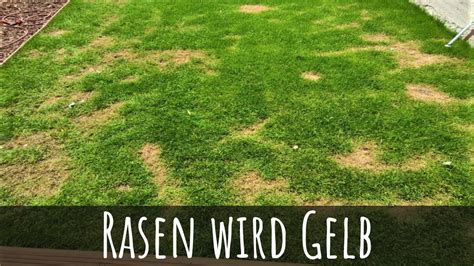 Rasen Wird Gelb Warum Und Was Tun 7 Sofortmaßnahmen Anleitung Zur Vorbeugung