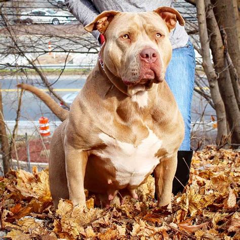 XL PITBULL PUPPIES FOR SALE | PIT BULL PUPPIES AVAILABLE NOW