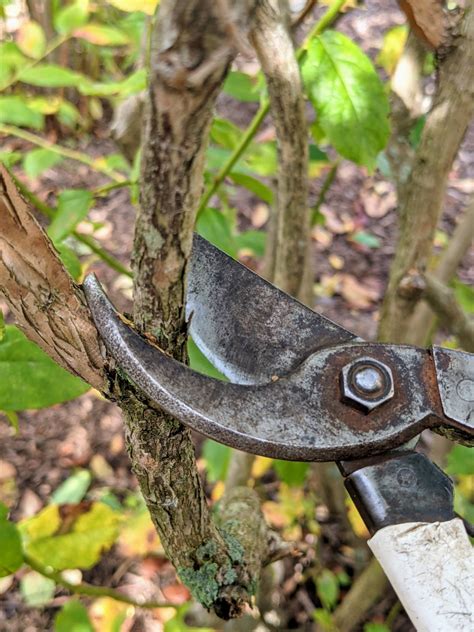 Pruning the Blueberry Bushes - The Martha Stewart Blog