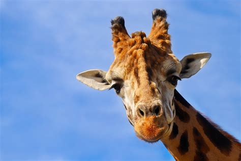 Giraffe Animal Mammal Free Photo On Pixabay Pixabay