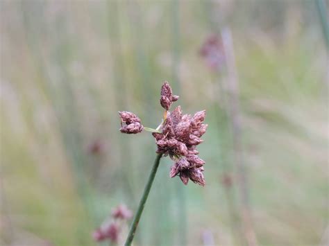 Камыш табернемонтана - 78 фото