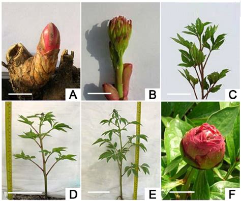 Identification Of Growth Stages In Forced Peonies Da Fu Gui As Download Scientific Diagram