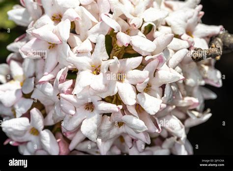 Flowers Of ‘koreanspice Viburnum Viburnum Carlesii Stock Photo Alamy