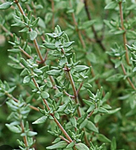 Thyme French Plant Midsummer Farm