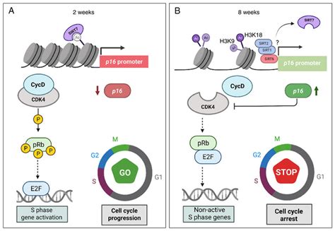 Proposed model of CDKN2A/p16 gene epigenetic regulation in cellular ...