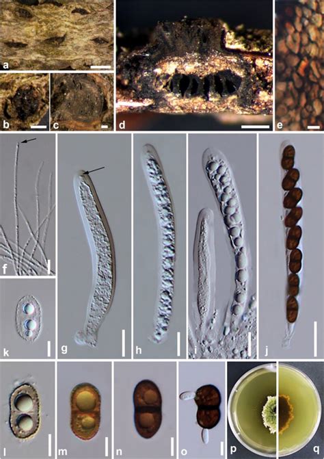 Valsaria Rudis Facesoffungi Number FoF 00611 Faces Of Fungi