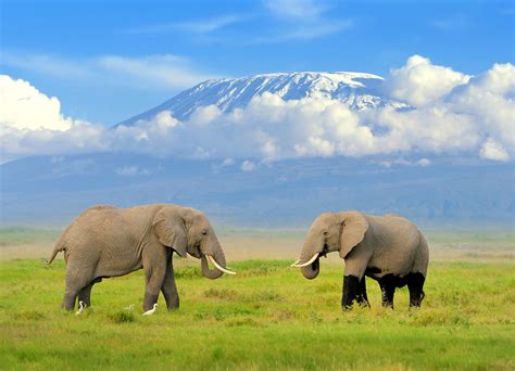 Amboseli National Park - Safari World