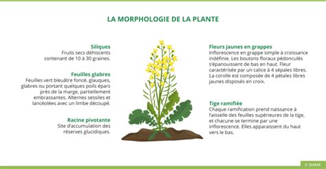 Le colza une espèce majeure en France SEMAE Pédagogie