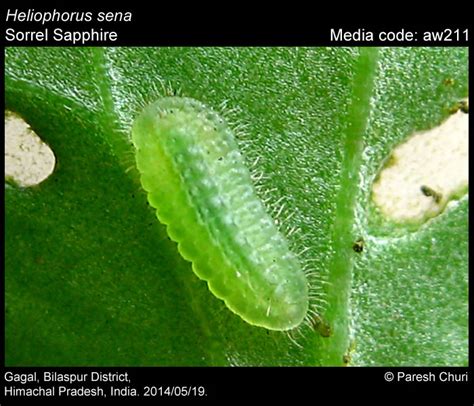 Bibasis Sena Butterfly