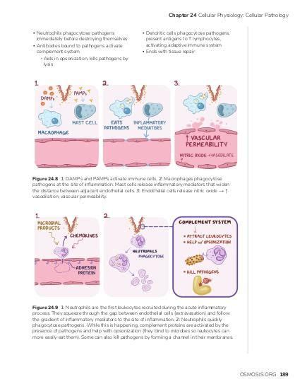 Oncogenes And Tumor Suppressor Genes Osmosis