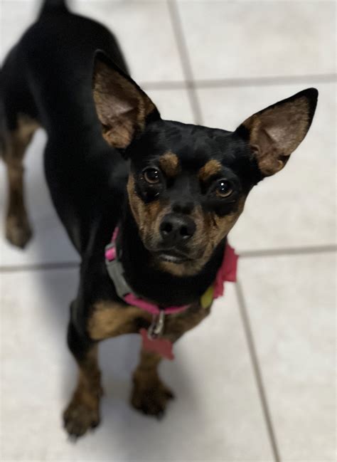 Dog adoption in Phoenix, AZ 85022: Miniature Pinscher / Chihuahua / Mixed (short coat) Dog "Lulu"