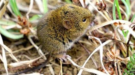 Dunia Hewan Tikus Tikus Di Area Ini Tumbuh Lebih Besar Apa Sebabnya