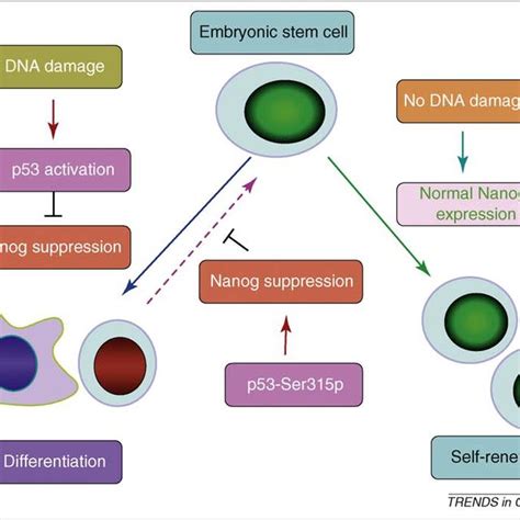 The roles of p53 in coordinating self-renewal and DNA damage responses ...