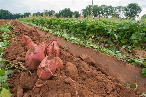 Cultiver Des Patates Douces En France Guide Krostrade