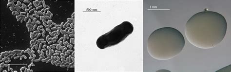 Images Of Ensifer Medicae Di28 Using Scanning Left And Transmission