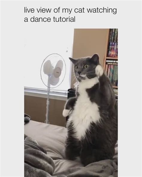 cat memes ideas cat memes funny animals cute funny animals