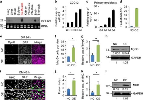 Mir Enhances Myogenic Cell Differentiation By Targeting S Pr