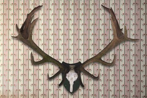 Deer Antlers Wallpapers - Wallpaper Cave