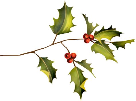 Free Holly Images Download Free Holly Images Png Imag