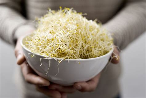 Health Benefits Of Alfalfa Sprouts Health Detox Vitamins