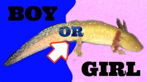 How To Tell An Axolotls Gender Youtube