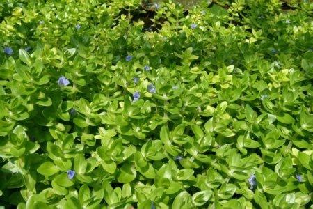 Бакопа (60 фото) - виды, уход и посадка в открытом грунте