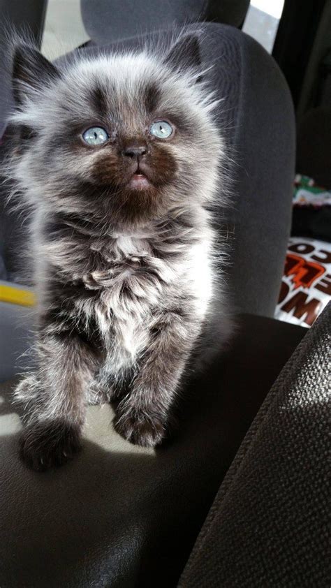 Kittens That Are So Cute They Are Definitely The Cat S Meow