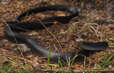 Southern Black Racer | Florida Backyard Snakes
