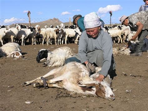 A Brief Information About Mongolian Livestock