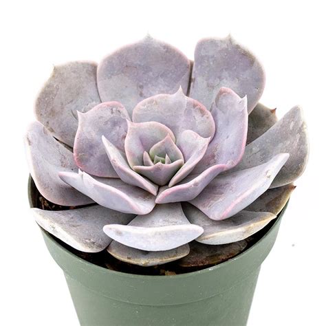 4 Inch Echeveria Lilacina Cactus Jungle