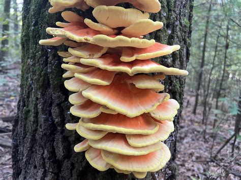 Is this chicken? : r/Mushrooms