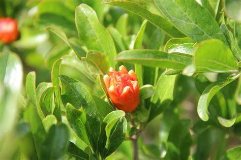 Kwiat Granatu Granat Owoc Drzewo - Darmowe zdjęcie na Pixabay - Pixabay