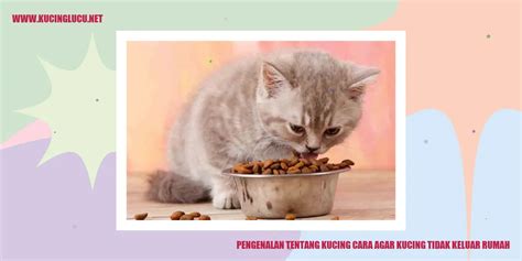 Cara Agar Kucing Tetap Di Rumah Kucing Lucu Net