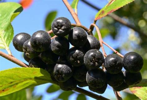 Aronia Sadzenie I Pielegnacja Uprawa Aronii W Ogrodzie