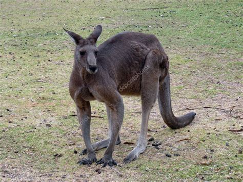 kangur szary — Zdjęcie stockowe © ozflash #8396186