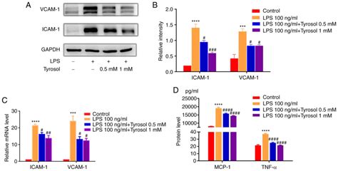 Tyrosol Attenuates Lipopolysaccharideinduced Inflammation In Huvecs To