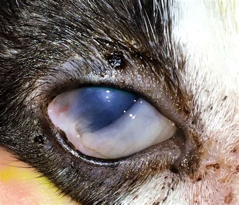 Are Cat Eye Infections Contagious To Dogs