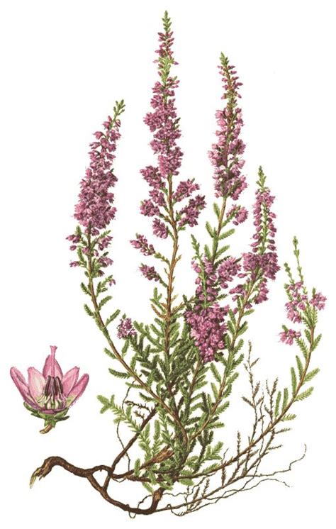 Botanical Illustration Of Heather Plant