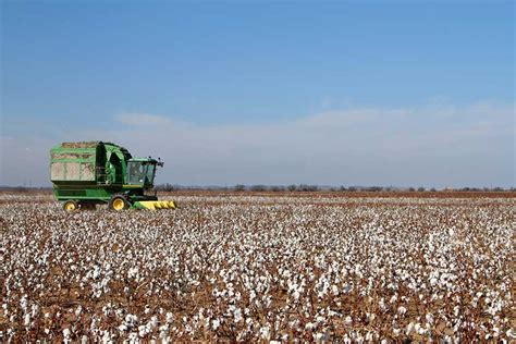 U.S. cotton crop expected to be bigger in 2017-18