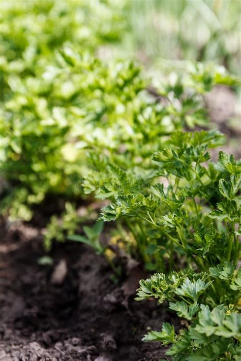 Crispum Del Petroselinum Perejil Rizado En El Primer De Tierra Imagen