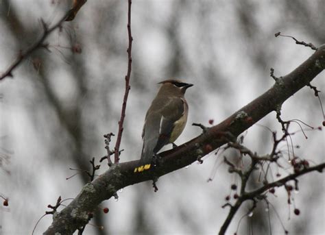 Project Feederwatch 11242019 Feederwatch