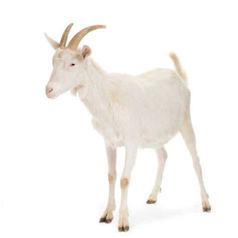 Premium Photo | Goat standing up isolated on a white background | Goats