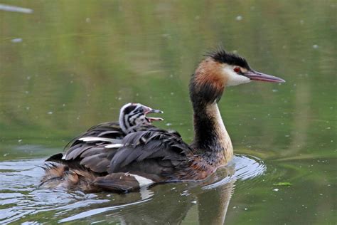 Vroege vogels Foto - Vogels - Tuut, tuut...Hier komt de fuut