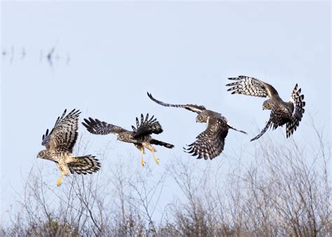 66 best Northern Harrier images on Pholder | Birdpics, Birding and