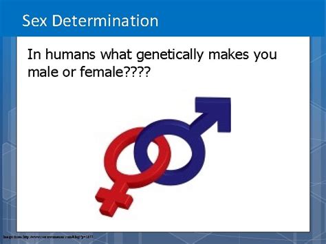 Gender Determination Sex Determination In Humans What Genetically