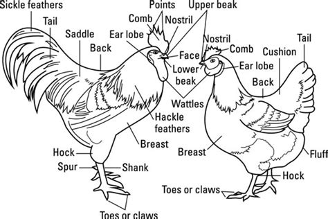 How To Tell A Hen From A Rooster In 7 Steps Maine Homestead Magazine